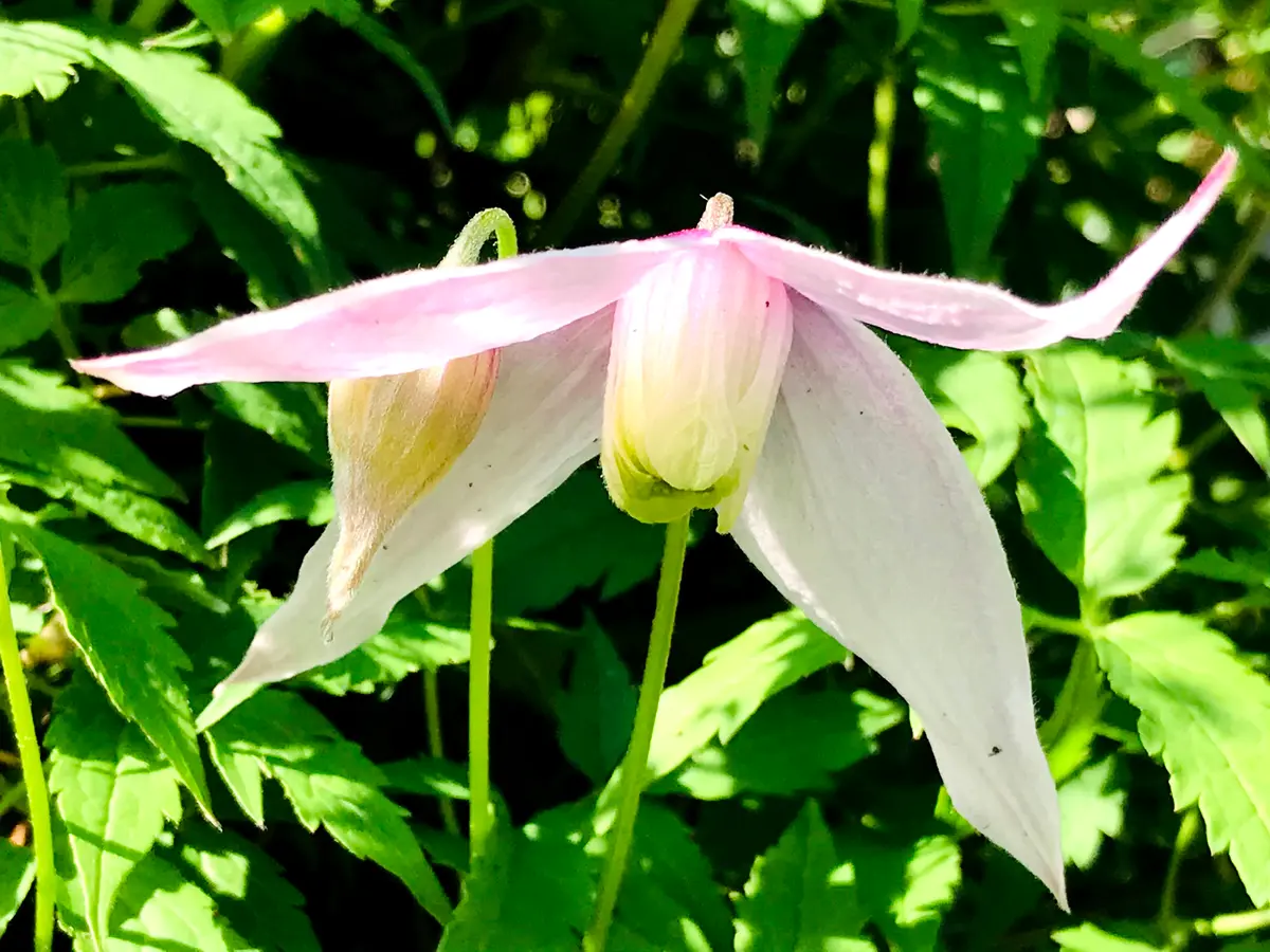 クレマチス アルビコマ 大木ナーセリー クレマチス アルビコマ 大木