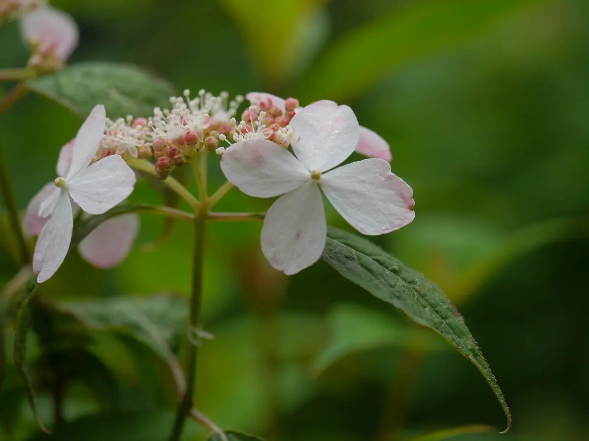 ヤマアジサイ 夕鶴美しい つう「GardenLetter20」のアルバム-みんなの