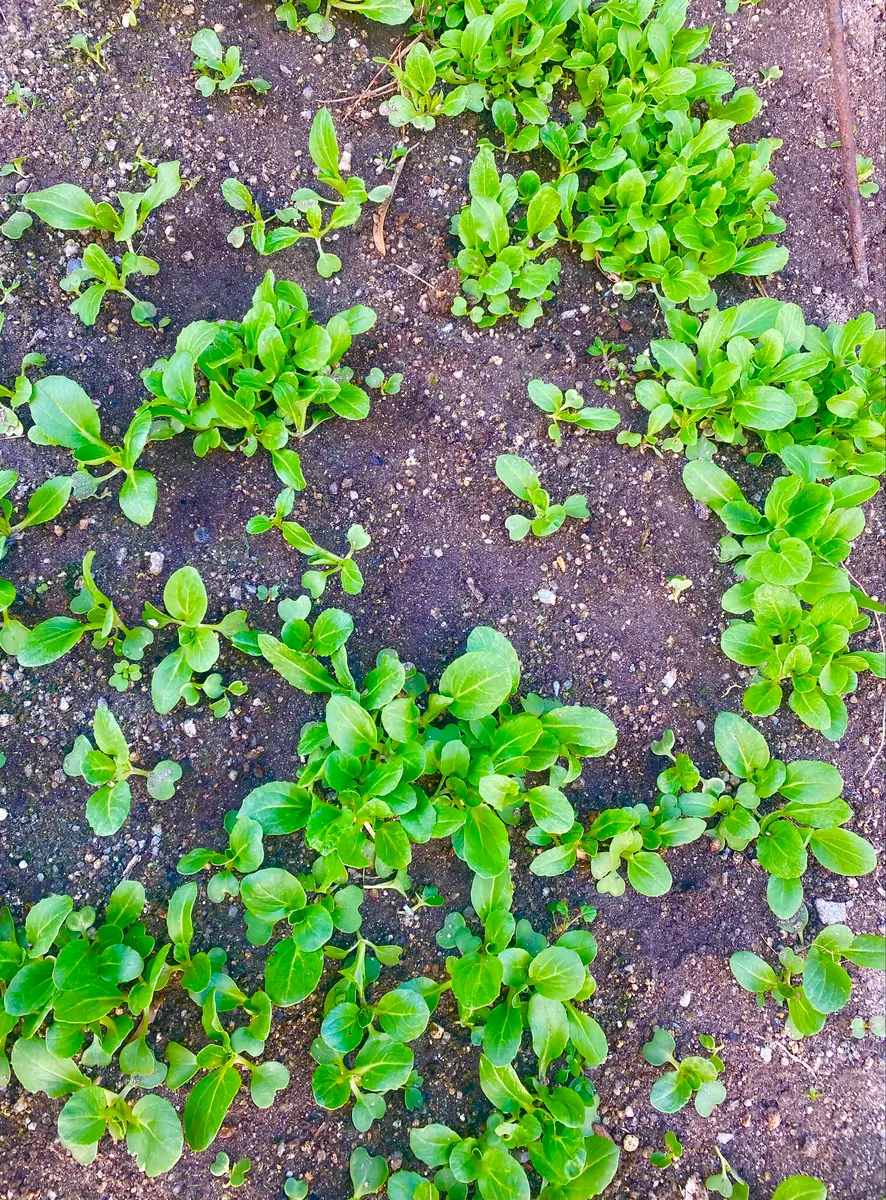 芽が出たまま、数ヶ月。この菜っ葉は何「庭の恵み。野菜と果物」の