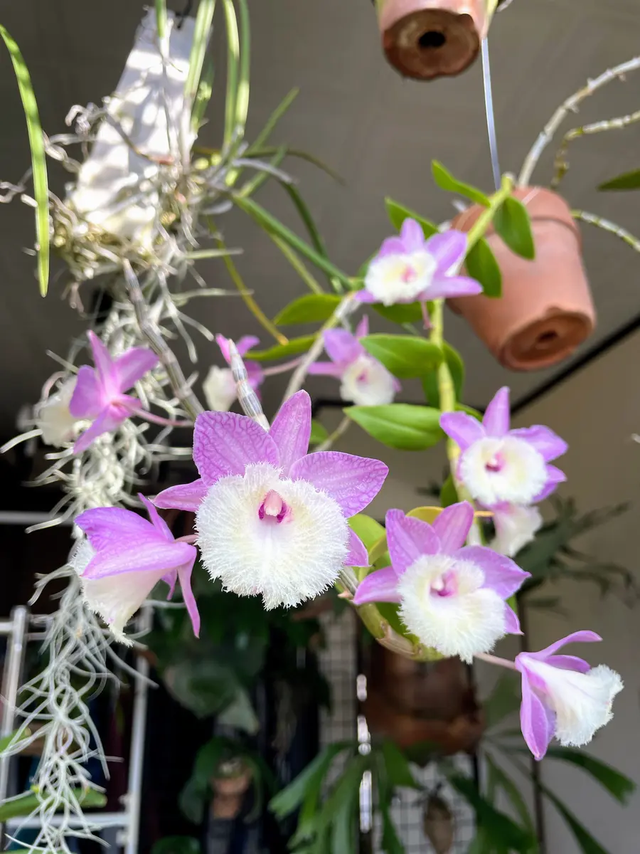 デンドロビウム・ピエラルディ開花期「葉っぱと花 (2021・7〜)」の