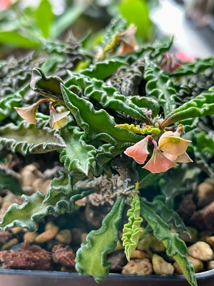 大株 ユーフォルビア デカリー 鉢付き 【公式通販】