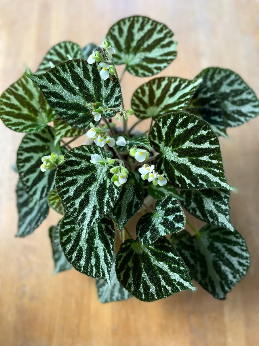 観葉植物 少しレア レックスベゴニア シルバーメイプル