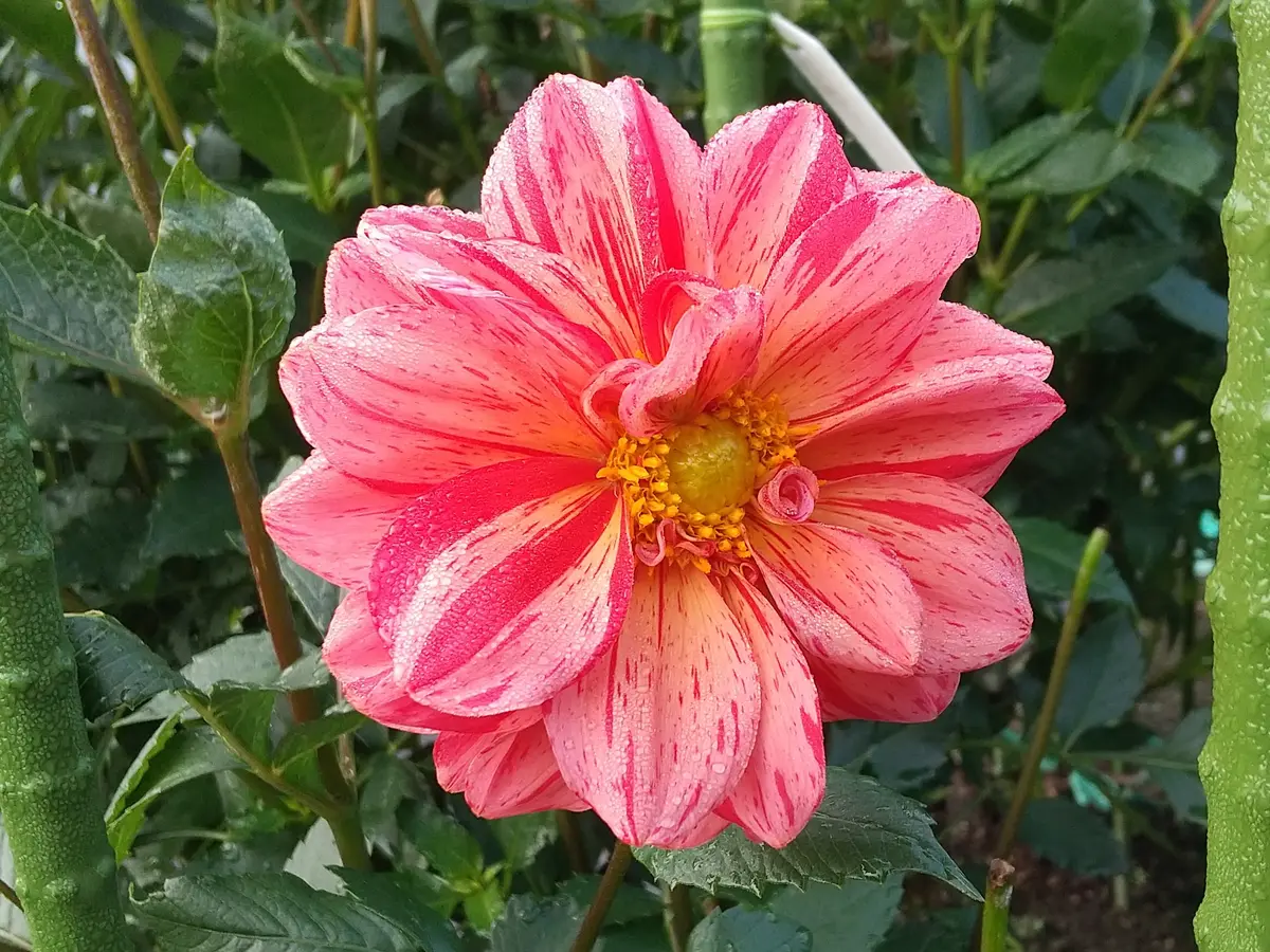 山野草 純白花アツモリソウ岩手県釜石産花芽1葉芽1 ① 放さ