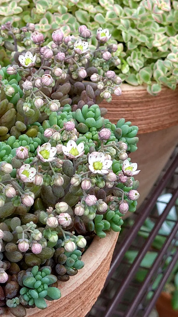 パープルヘイズ、開花☺️「kikuna多肉🌵」のアルバム-みんなの趣味の