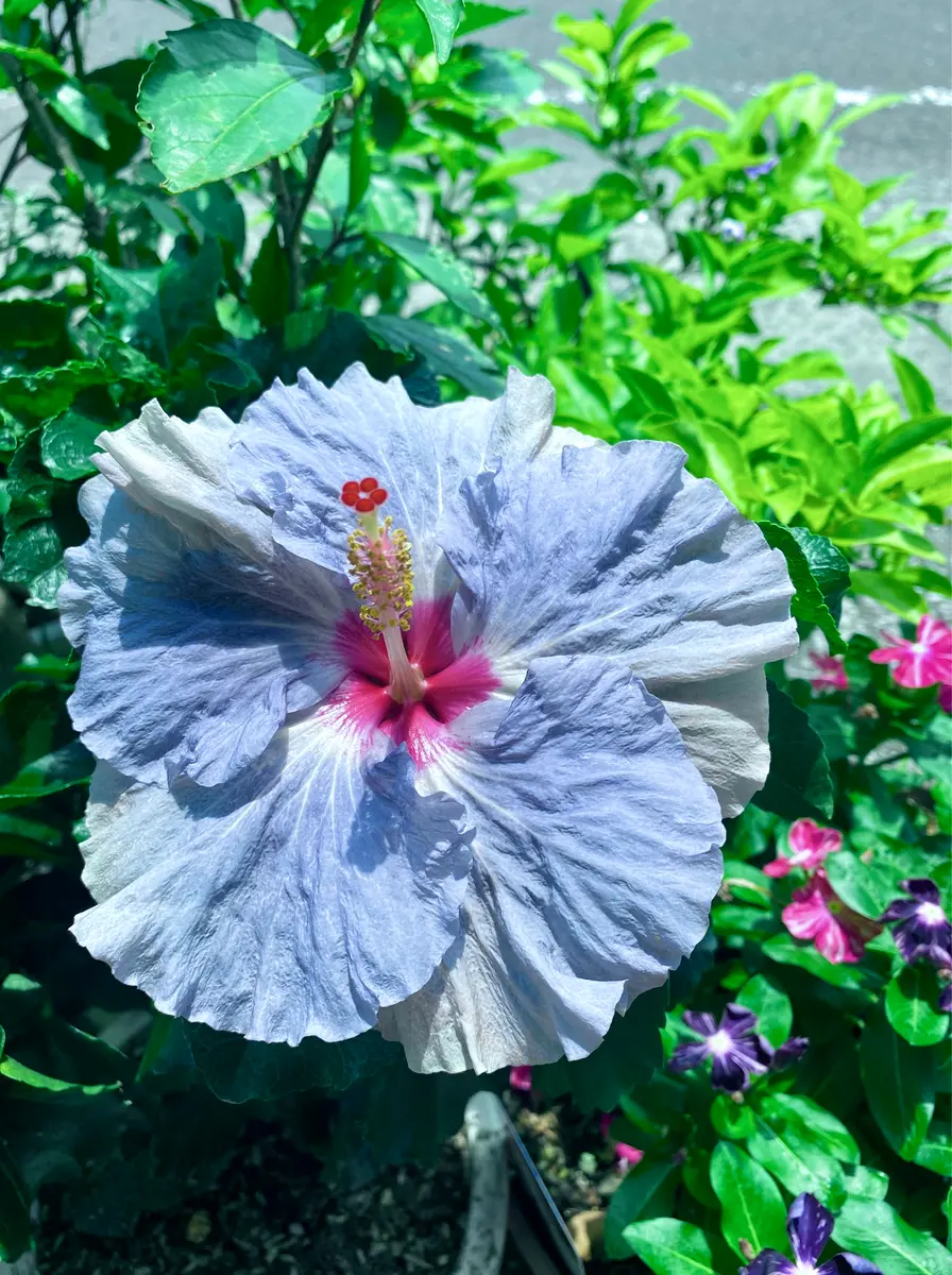 ブルーデニム珍しいカラーのハイビスカス「hibiscus🌺」のアルバム