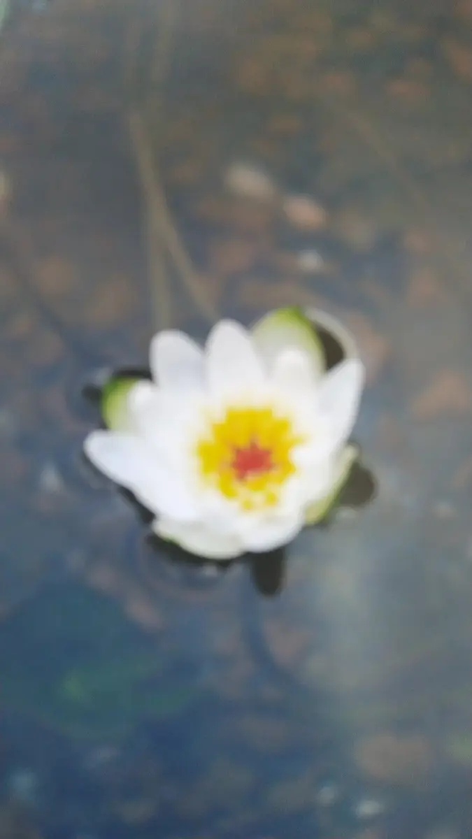 定番の冬ギフト エゾベニヒツジグサです。ヒツジグサは「我が家の水草や湿原 水草