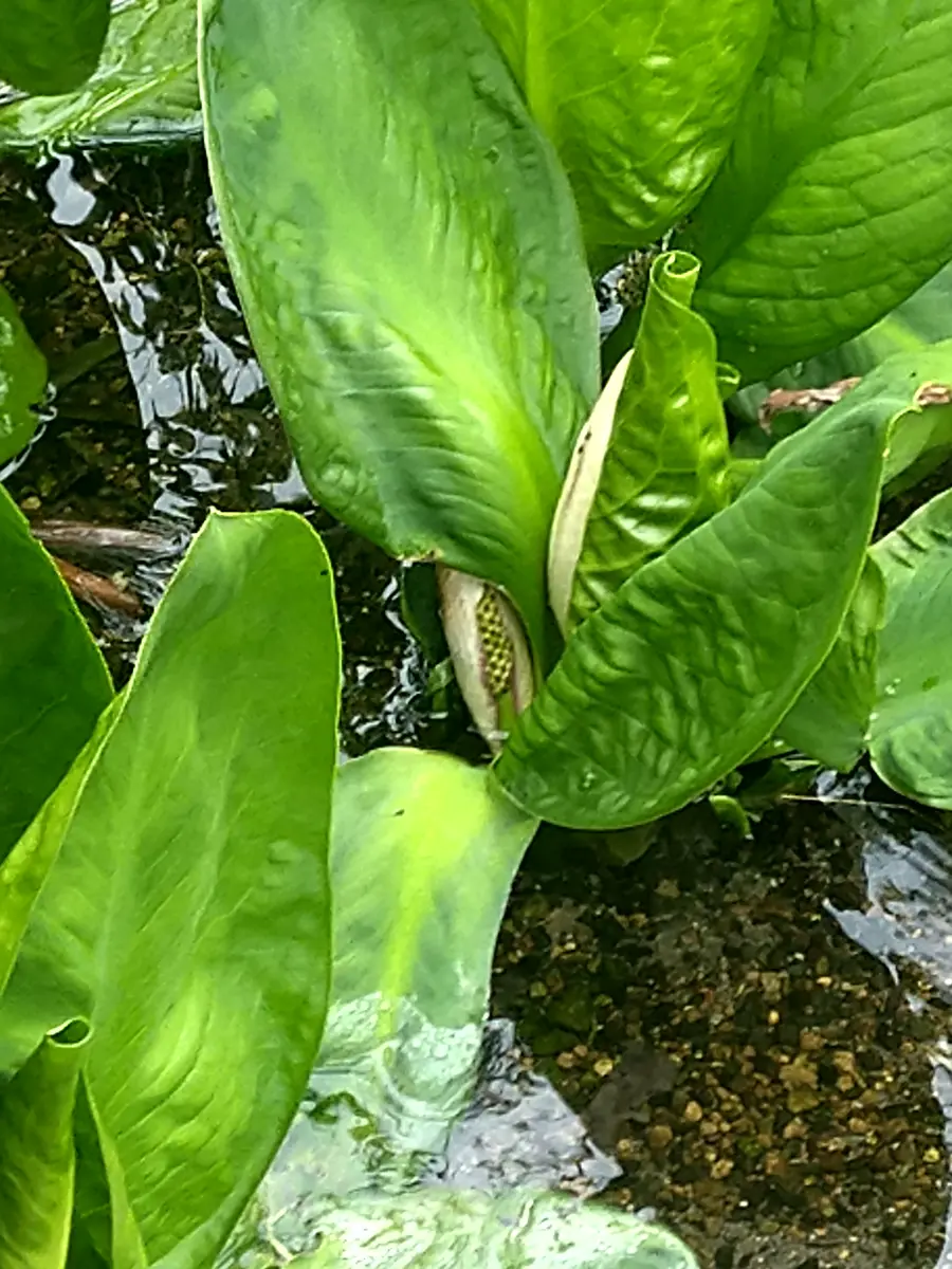 ミズバショウ（水芭蕉）、花が正面を向「我が家の水草や湿原に咲く