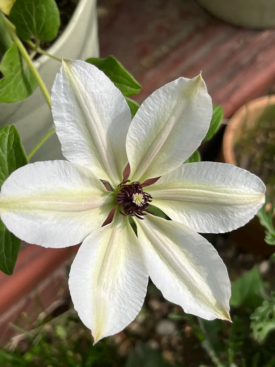 クレマチス、ミクラ「我が家のかわいい花たち」のアルバム-みんなの