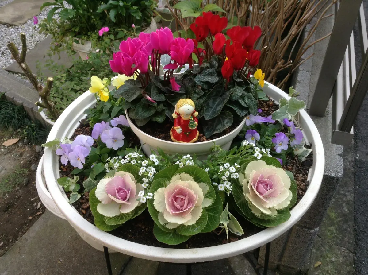 寄せ植え葉牡丹とシクラメンとビオラの「マイガーデン1」のアルバム