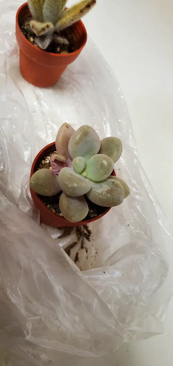 多肉植物 グラプトペタルム だるま秀麗 【公式通販】