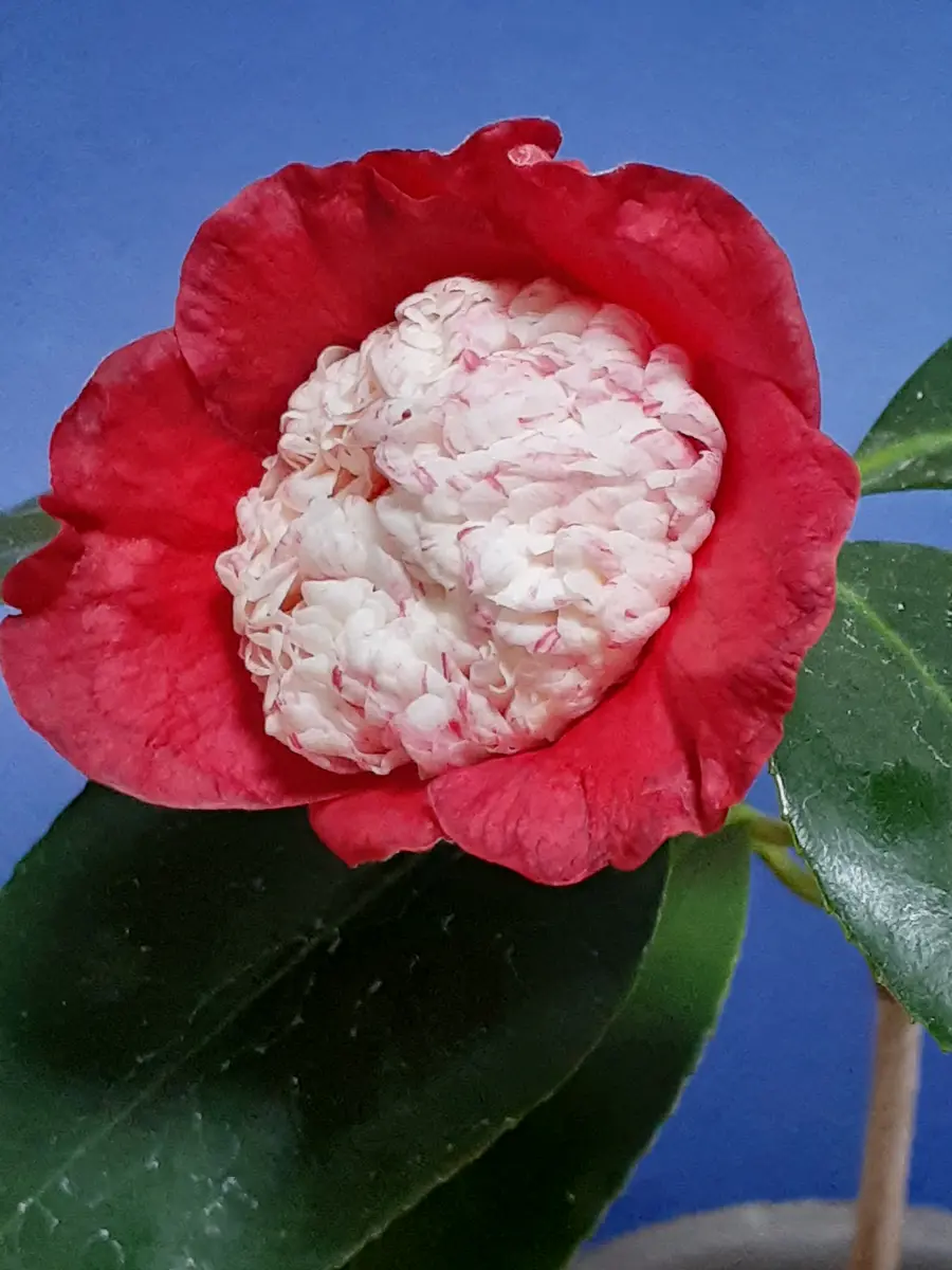 肥後椿 熊谷熊本or埼玉？って思い「季節の花など」のアルバム