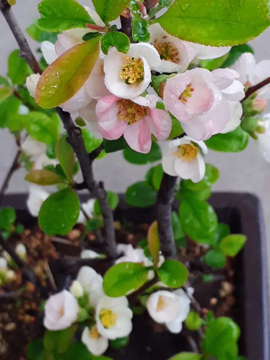 品質は非常に良い ボケ 木瓜2色植えの盆栽でしたが真っ「季節の花など」の 盆栽