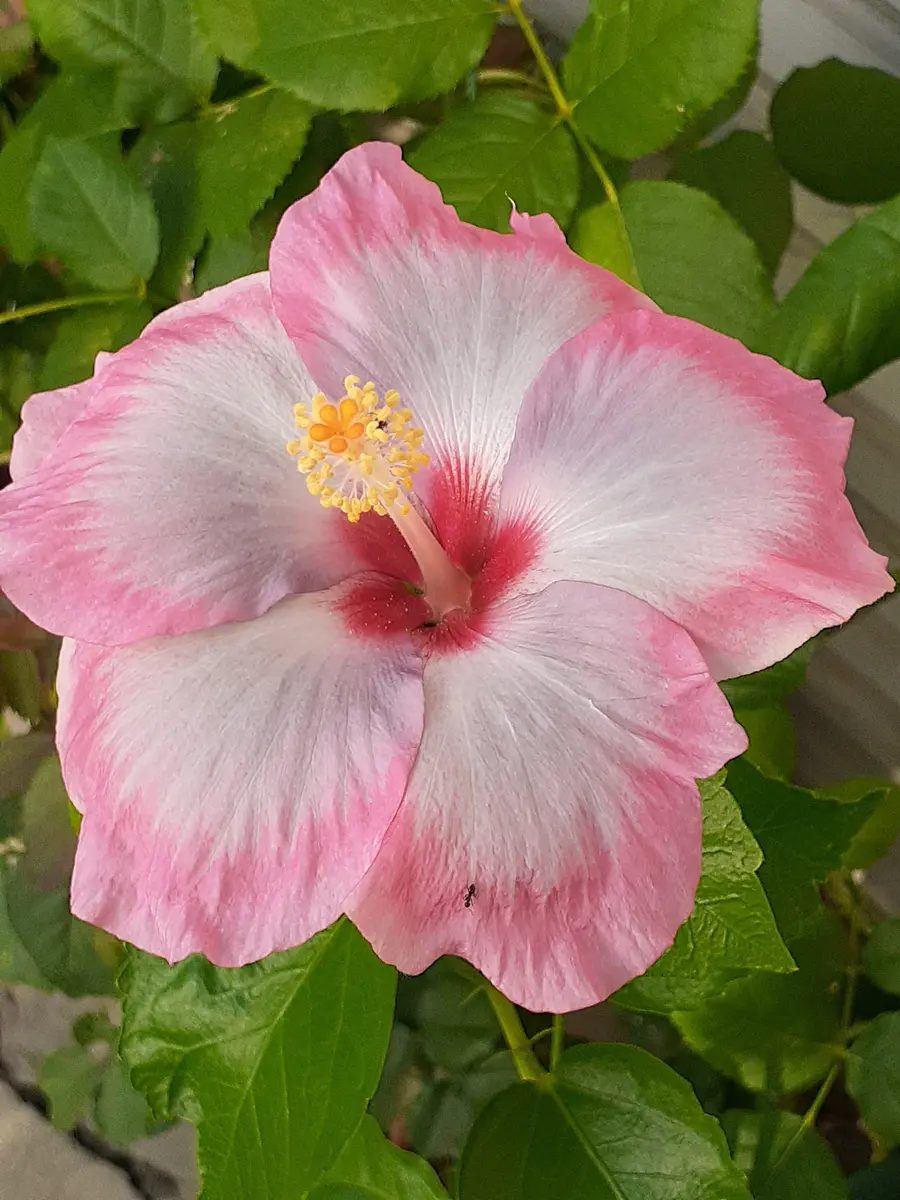 ハイビスカス🌺 ミックスベリー久しぶ「季節の花など」のアルバム