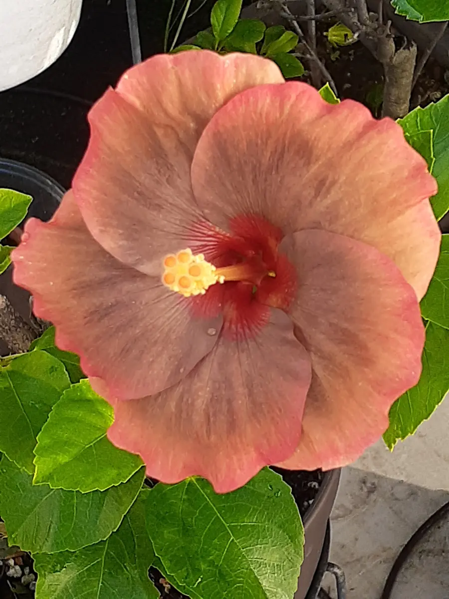 ハイビスカス ミステリーサークル今朝「季節の花など」のアルバム