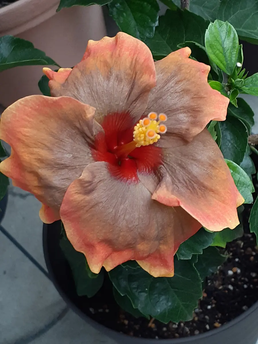 ハイビスカス🌺 ミステリーサークル8「季節の花など」の
