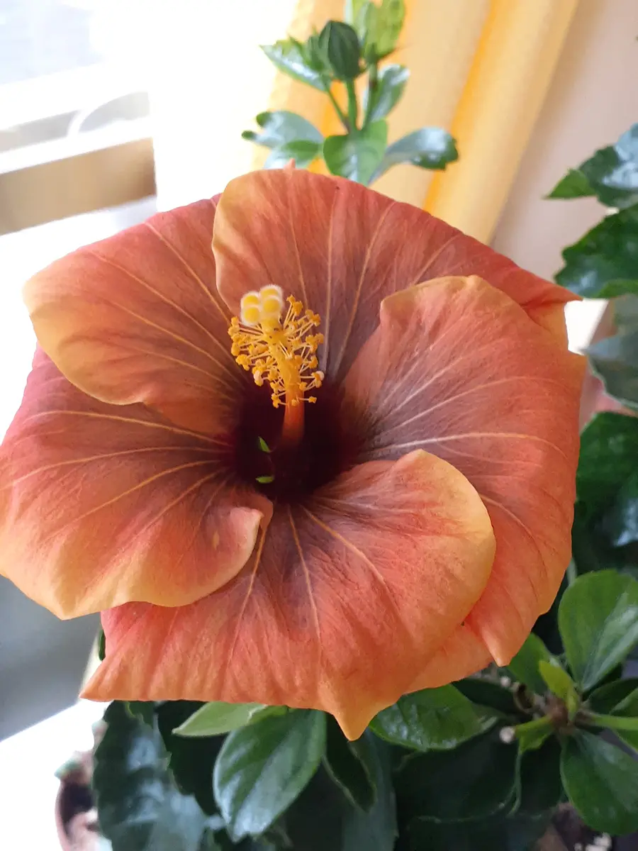 ハイビスカス🌺 ミステリーサークルま「季節の花など」のアルバム
