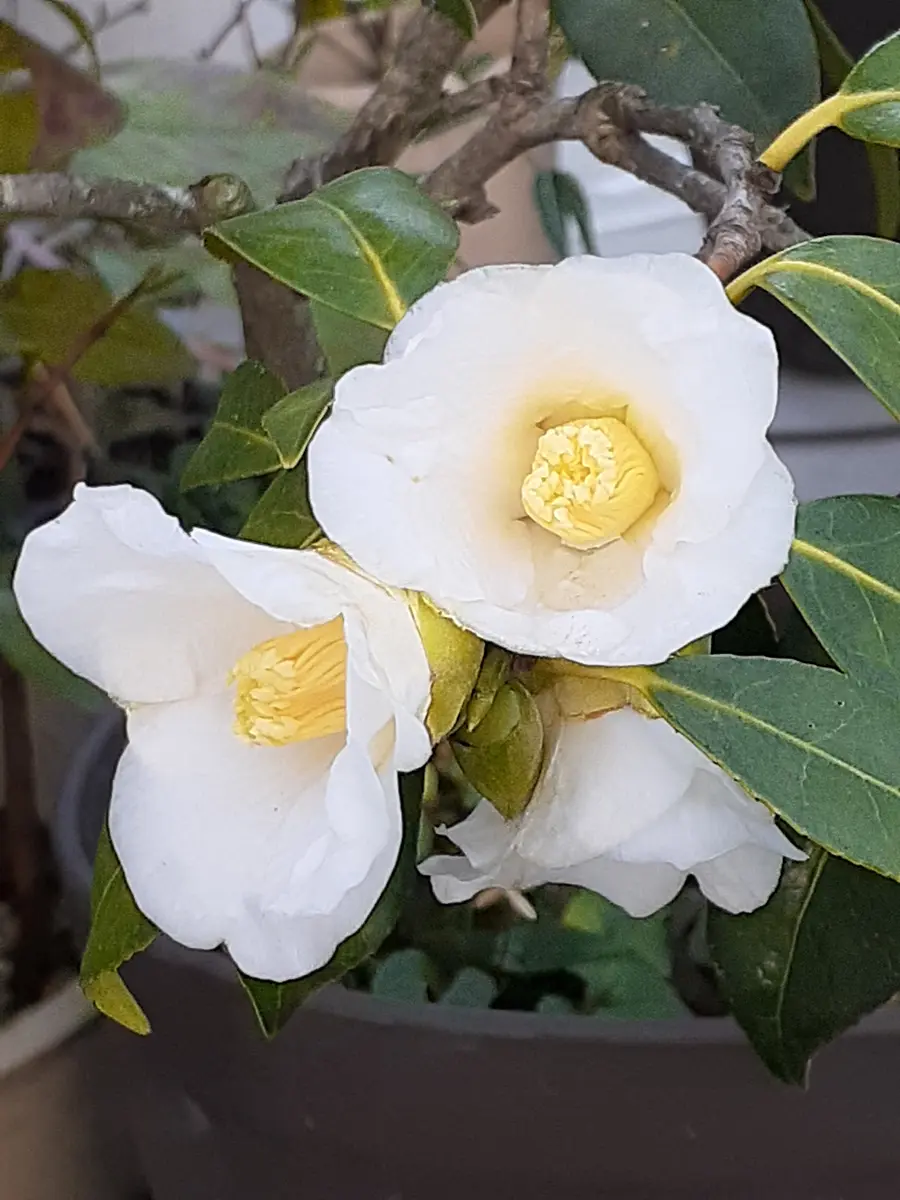 白侘助早咲きの椿で、満開です。「季節の花など」のアルバム-みんなの趣味の園芸2362675