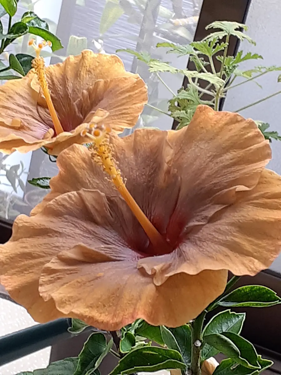 ハイビスカス🌺 ミステリーサークル毎「季節の花など」の