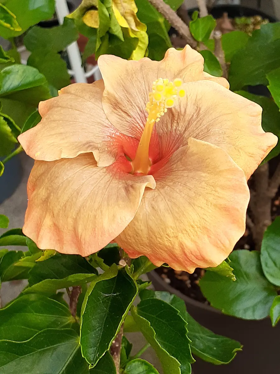 ハイビスカス ミステリーサークル今日「季節の花など」のアルバム