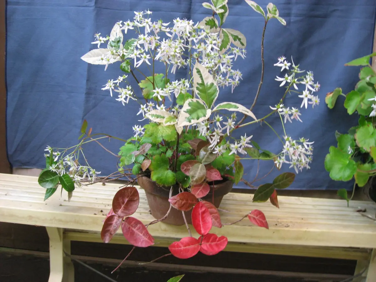 コバノズイナ 黒龍 大文字草 寄せ植え