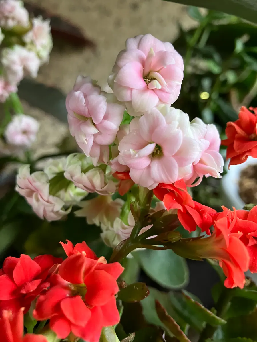 カランコエ🩷ピンク❤️赤この子達は小さ「🌸我家の植物🪴」の