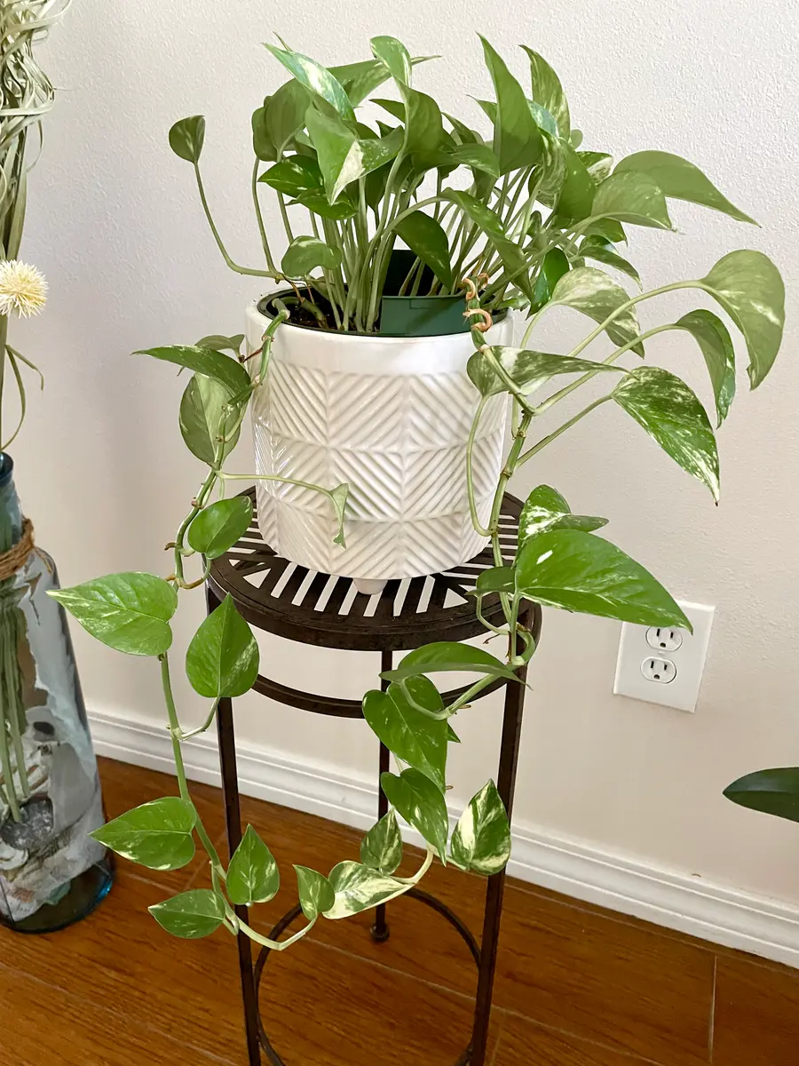 自己主張する植物