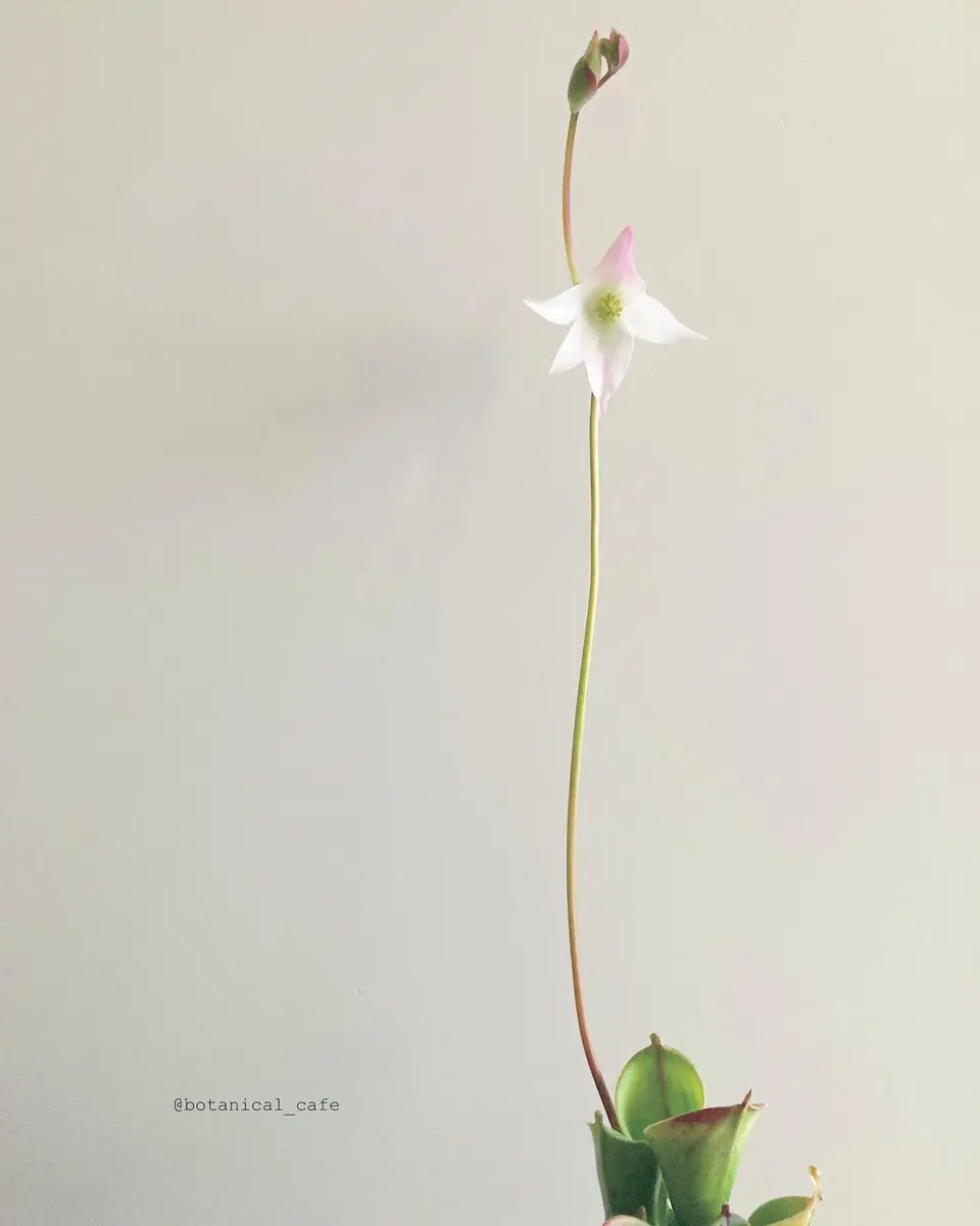 ヘリアンフォラ·ミノール·ハイブリッド「MYGREENPLANTS」のアルバム
