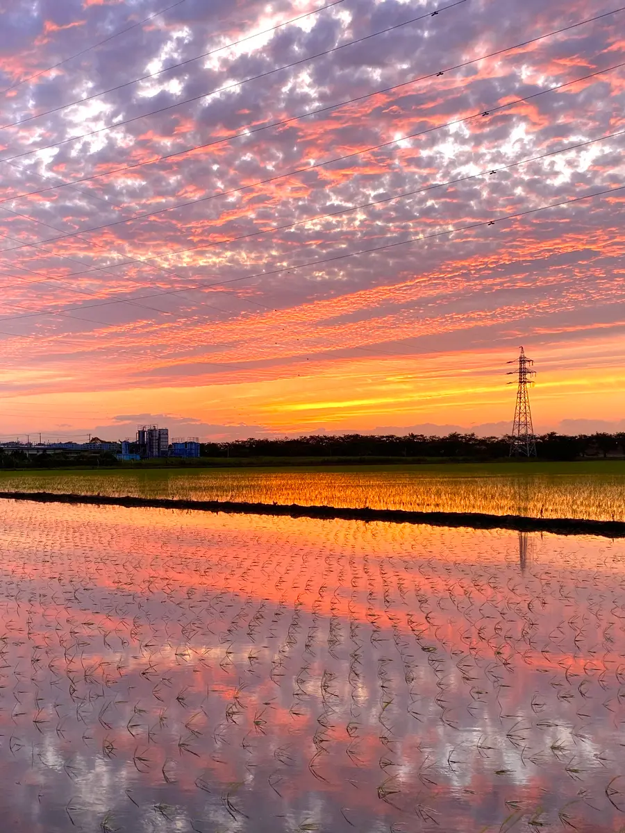 夕焼けの遠景 田んぼの水鏡に映る夕焼け空を見て、「身近にあるいい感じの景色