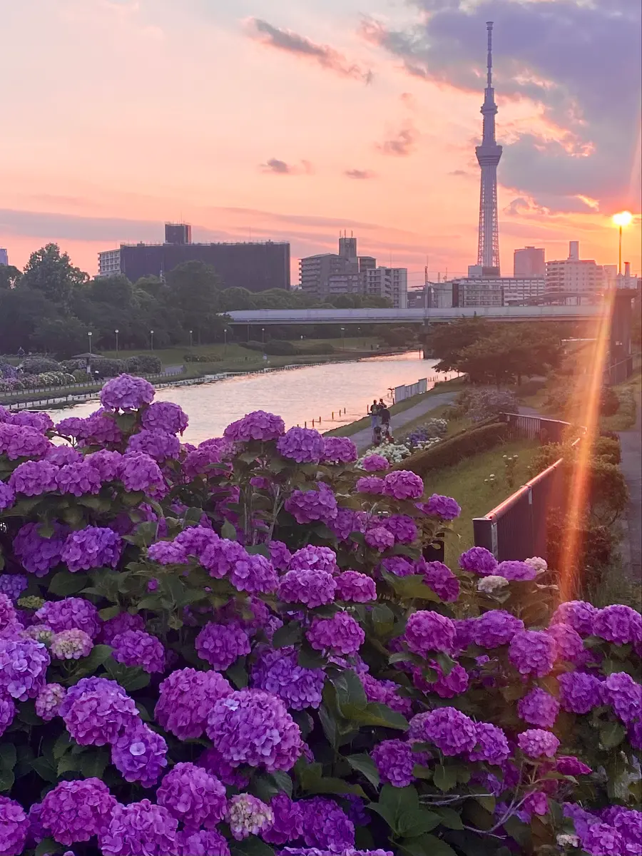 紫陽花と夕陽とスカイツリー「身近にあるいい感じの景色」のアルバム