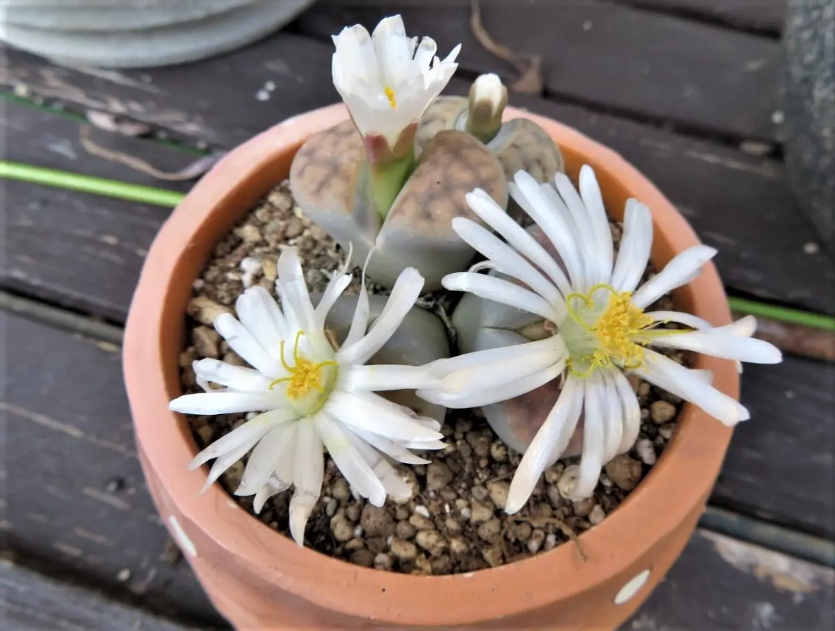 🌻リトープスの花が、午前中は一つ咲き「🌵No.2我家の多肉植物たち