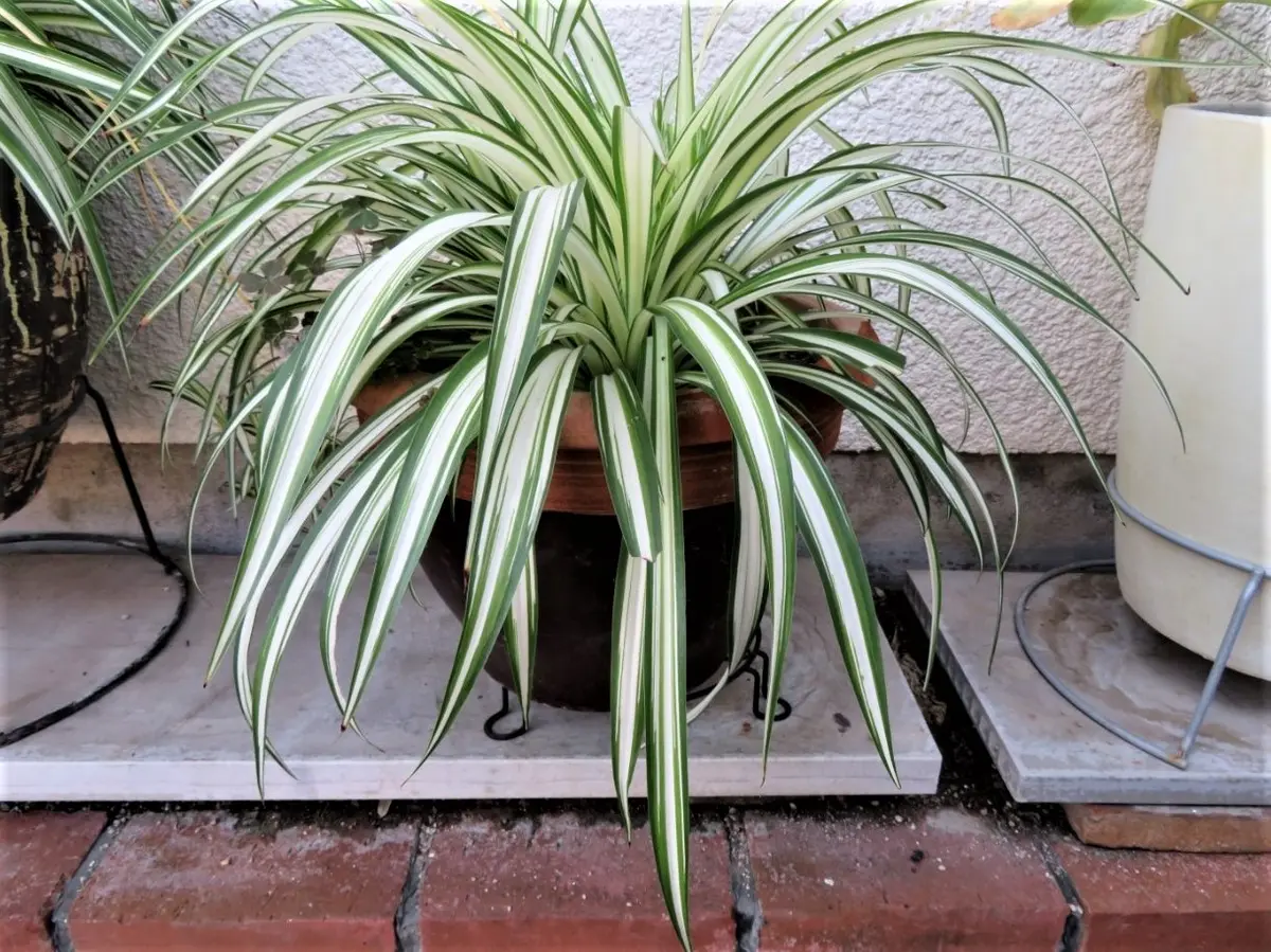 ナカフヒロハオリヅルラン　×2株 📷中鉢に植えているナカフヒロハオリヅ「🍂我家の観葉植物＆ラン
