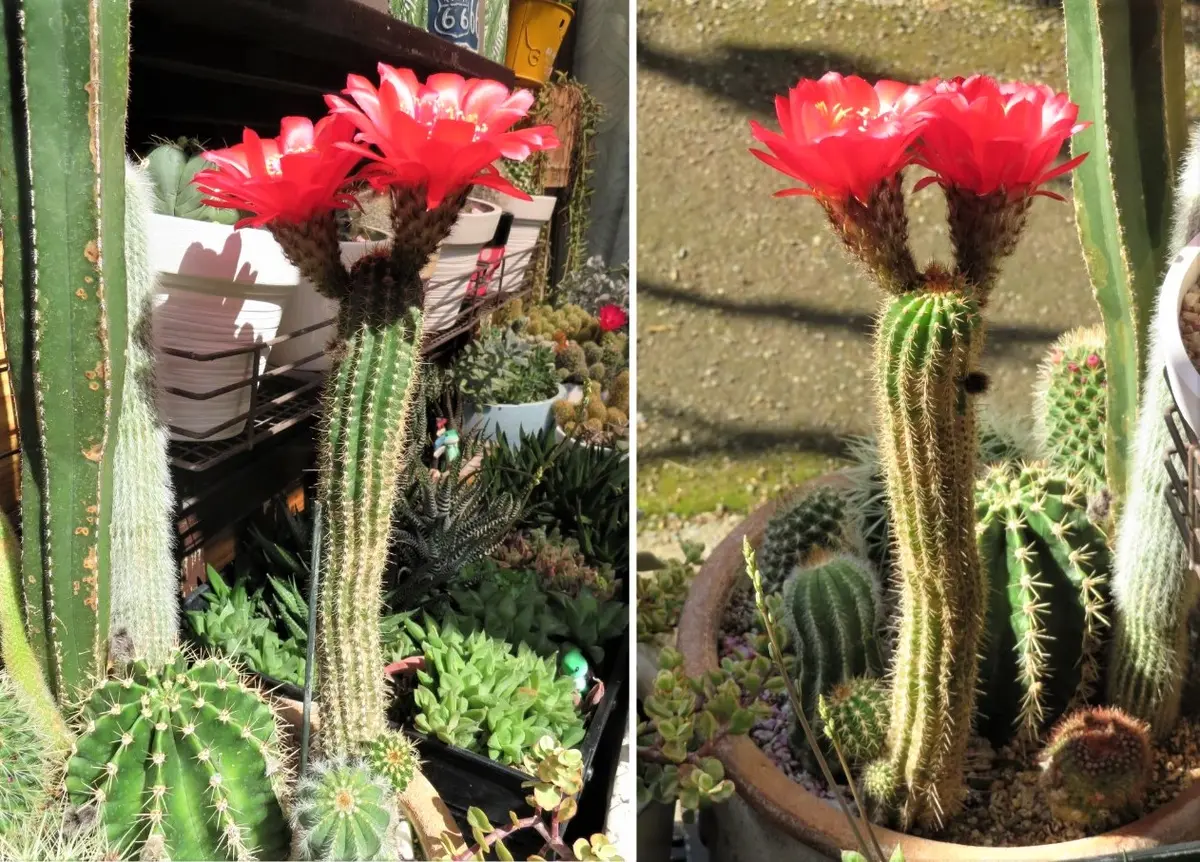 専用ページです！サボテン 美女丸♪抜き苗 【公式通販】