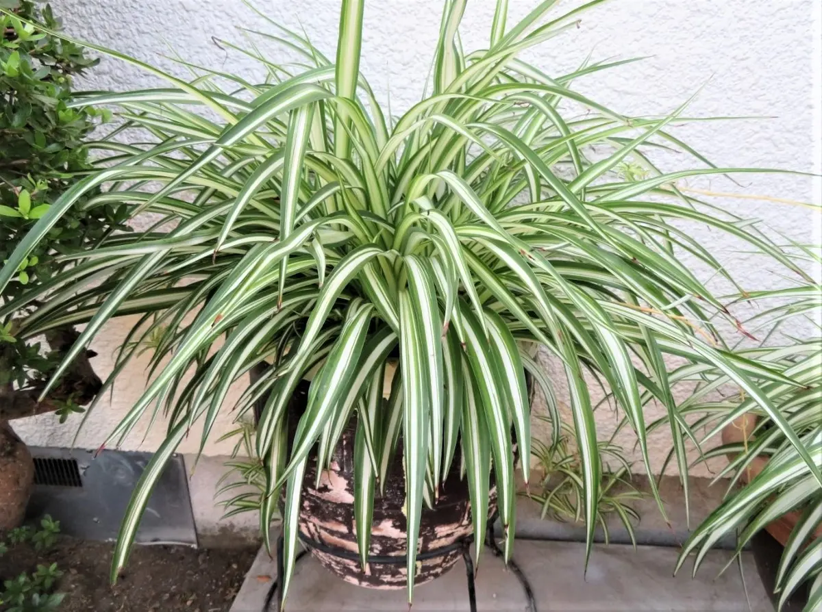 📷大きな鉢に植えいているナカフヒロハ「🍂我家の観葉植物＆ラン