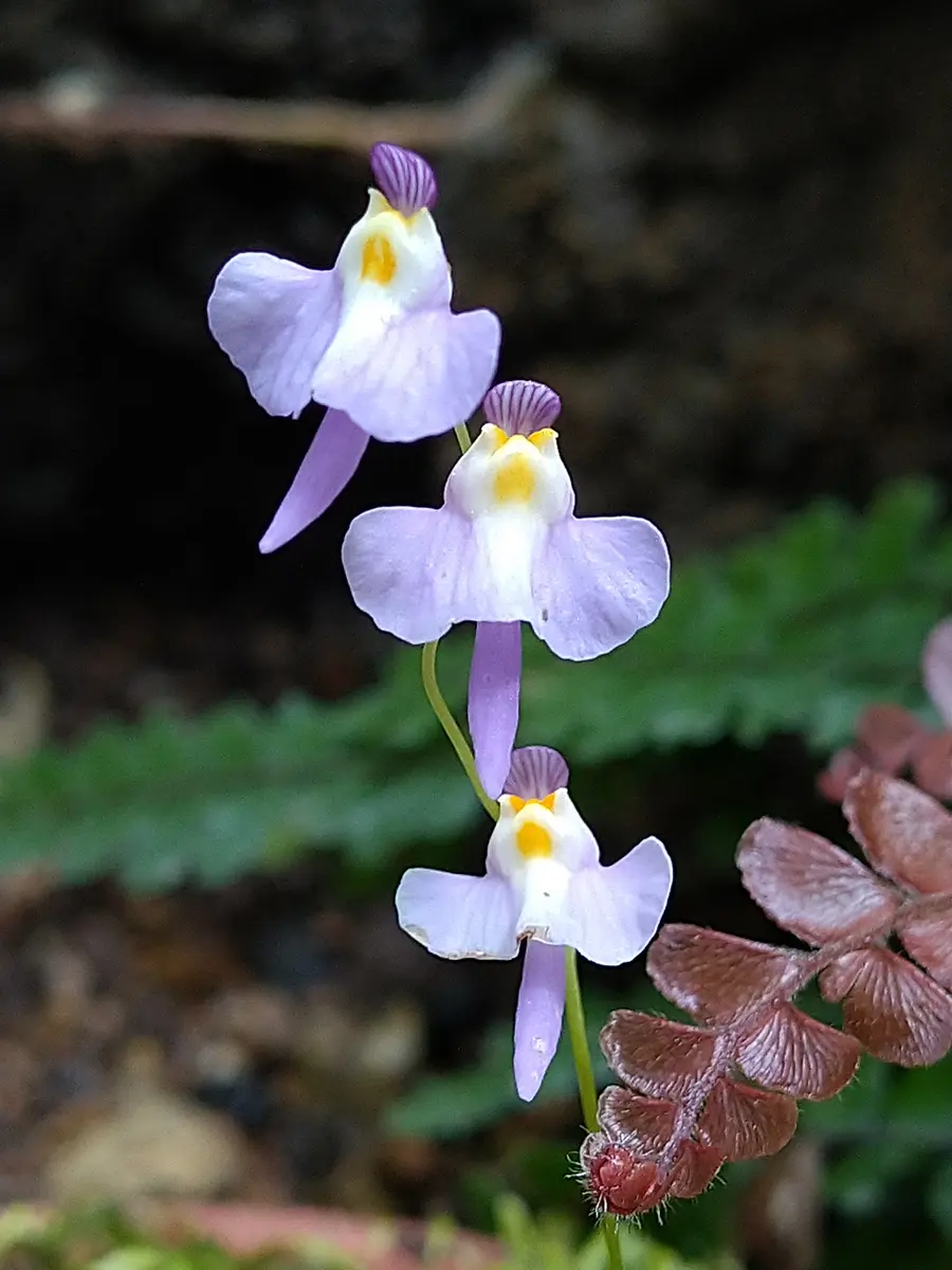 クリオネミミカキグサの花25.4.8花の...「お出かけ・お散歩」のアルバム-みんなの趣味の園芸2413809