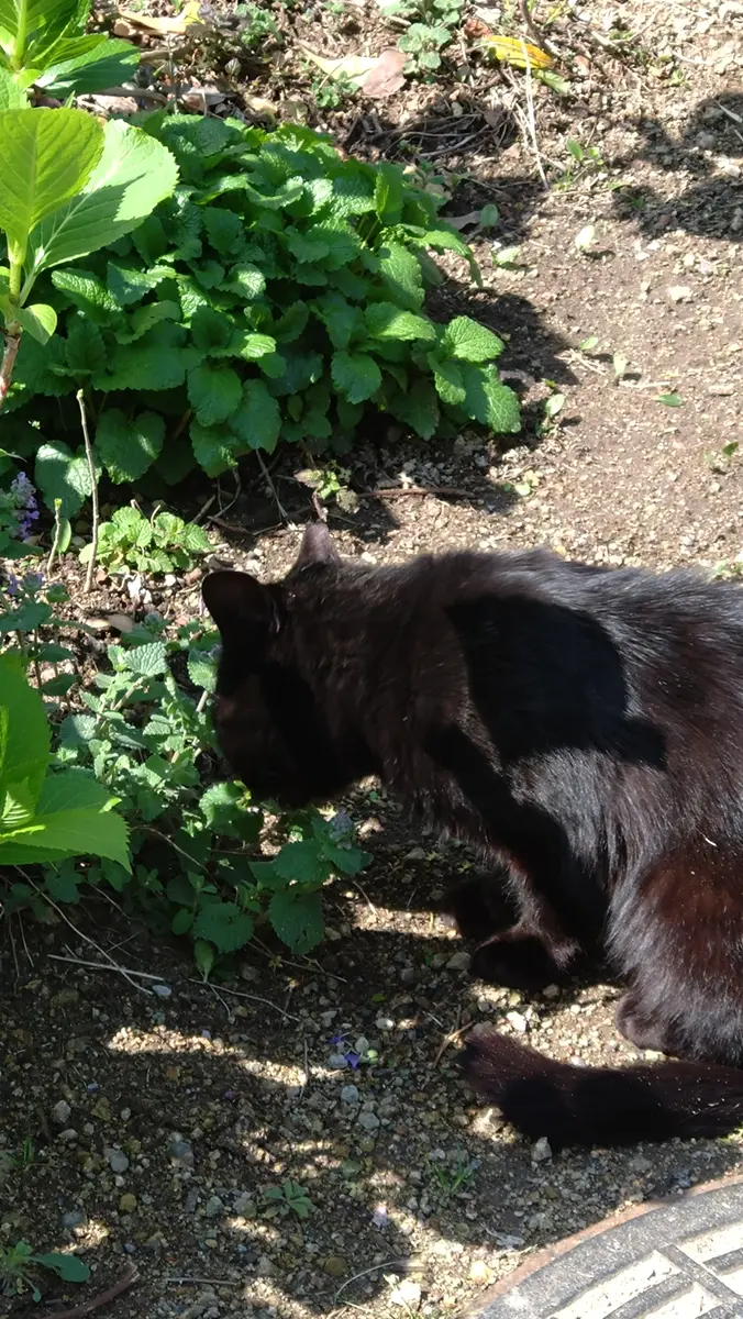 黒猫みんと