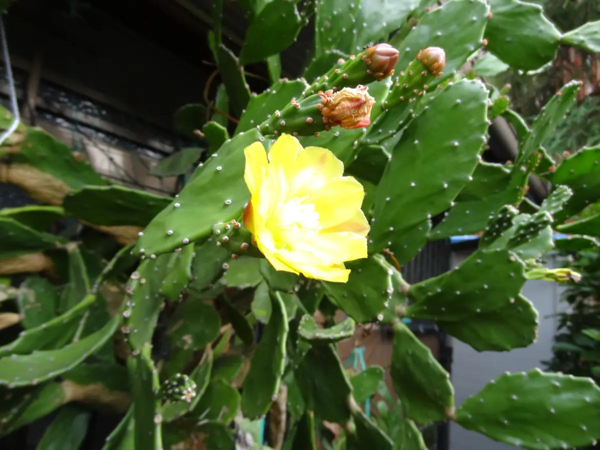 ノパル（ウチワサボテン）の花(2021.9.30)「秋の庭」のアルバム