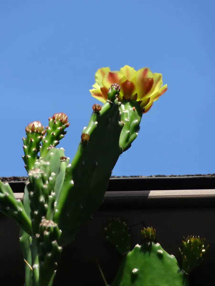 ノパル（ウチワサボテン）の花(2021.9.15)「秋の庭」のアルバム