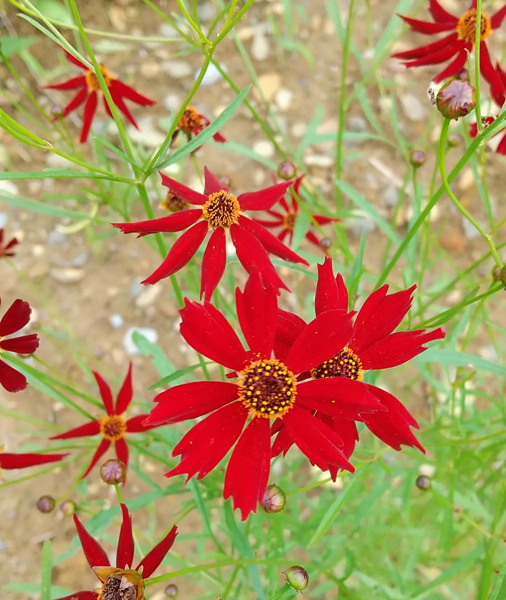 「古澤　蓮」切り花品種バラ苗　レア　Emma Woodhous♡ Rose 古澤 蓮様専用」切り花品種バラ苗 レア Emma Woodhous♡ Rose 新商品++