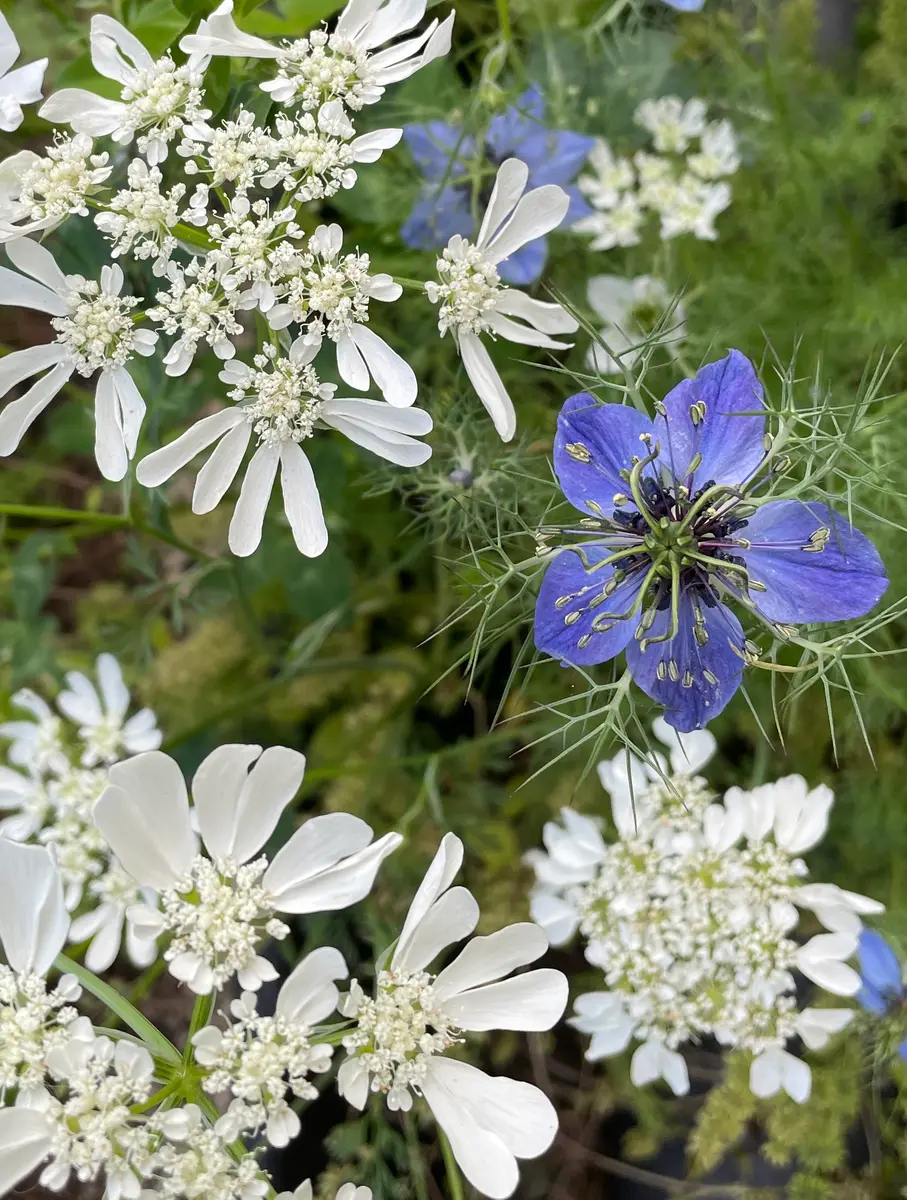 オルレアとニゲラこぼれ種からの素敵「花壇の風景」のアルバム