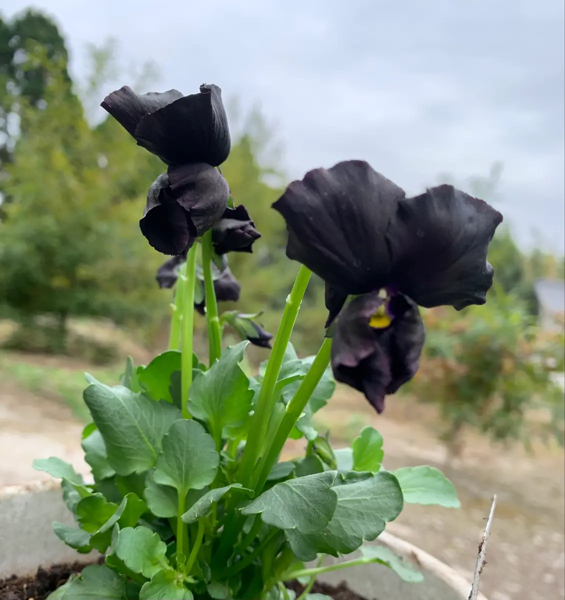 ビオラ 神戸べっぴんさん ブラックエ「花」のアルバム-みんなの趣味