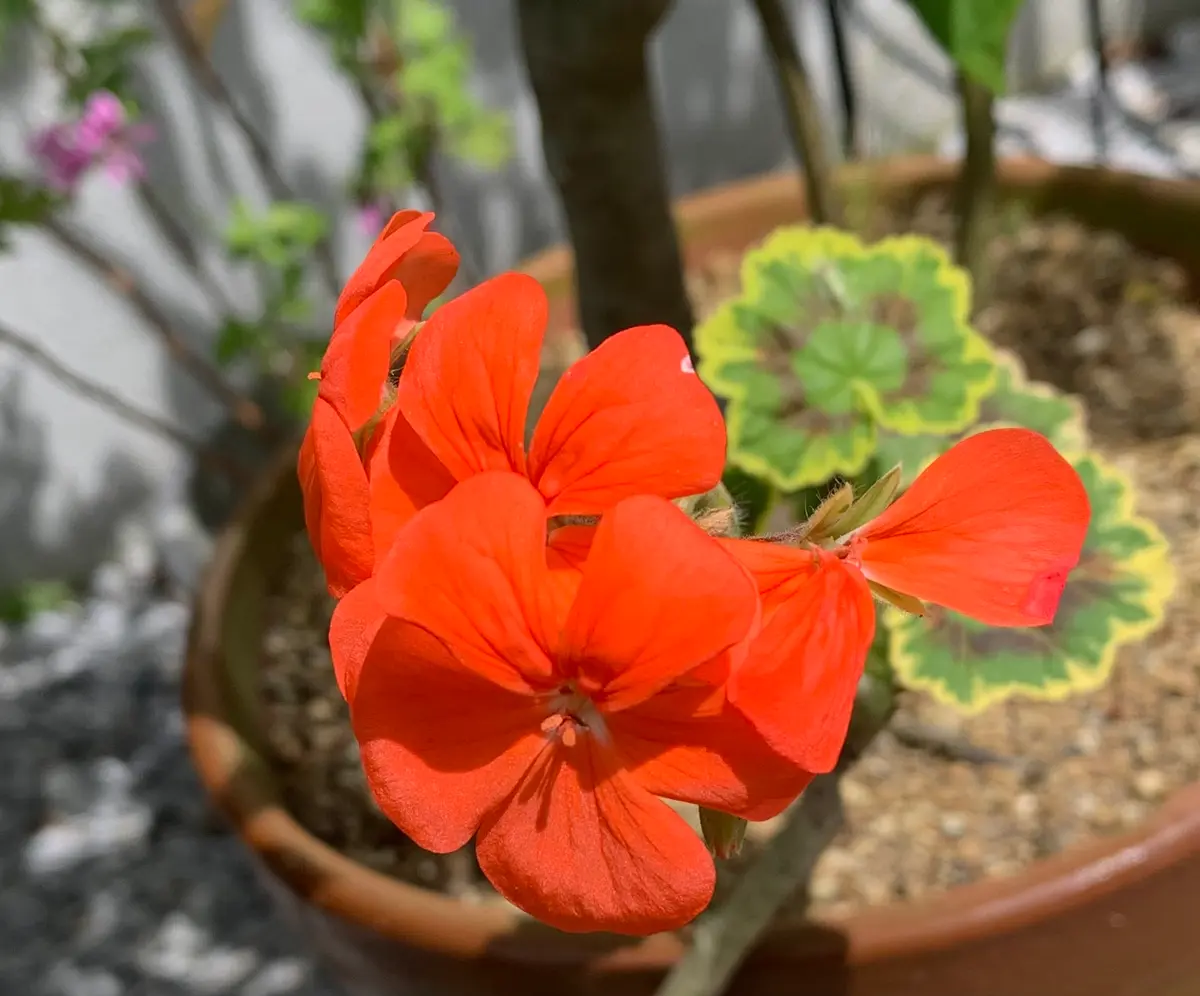 古典ゼラニウム 太陽錦です。日差しが「花」のアルバム