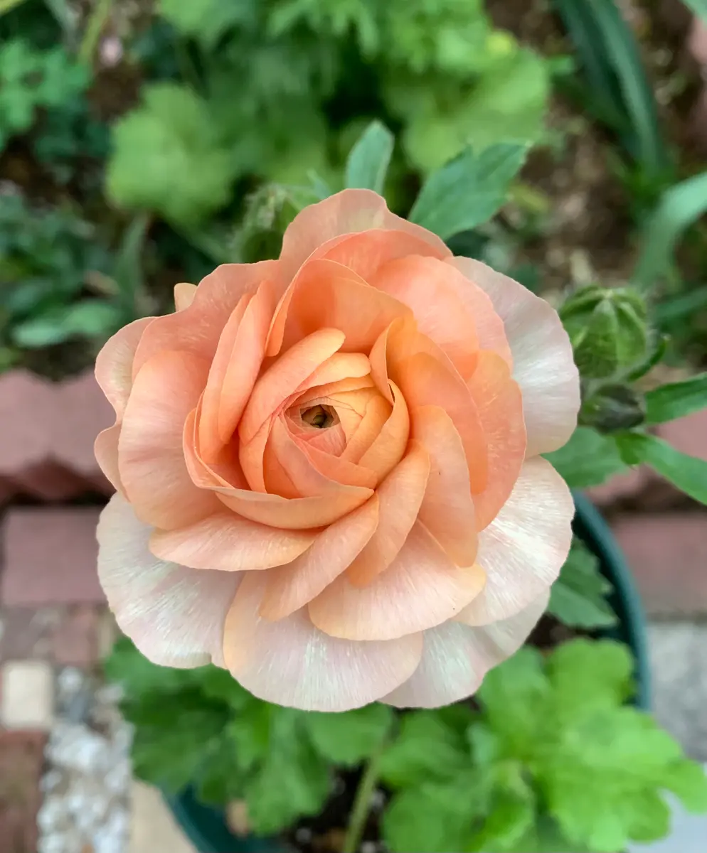 古典 ラナンキュラス リーベラで「花」のアルバム ラックス 花