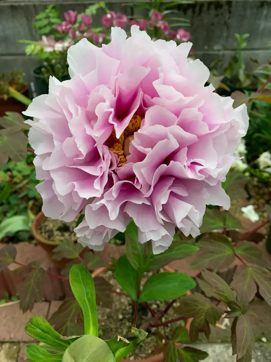 牡丹 新潟明石潟です。咲きそうな鉢は「花」のアルバム-みんなの