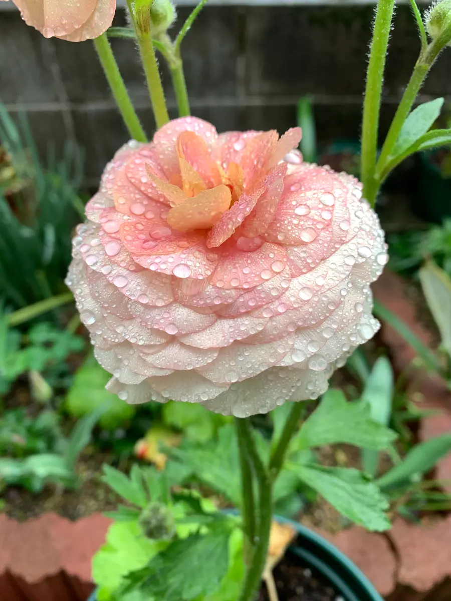 ラナンキュラス ラックス リーベラです。「花」のアルバム