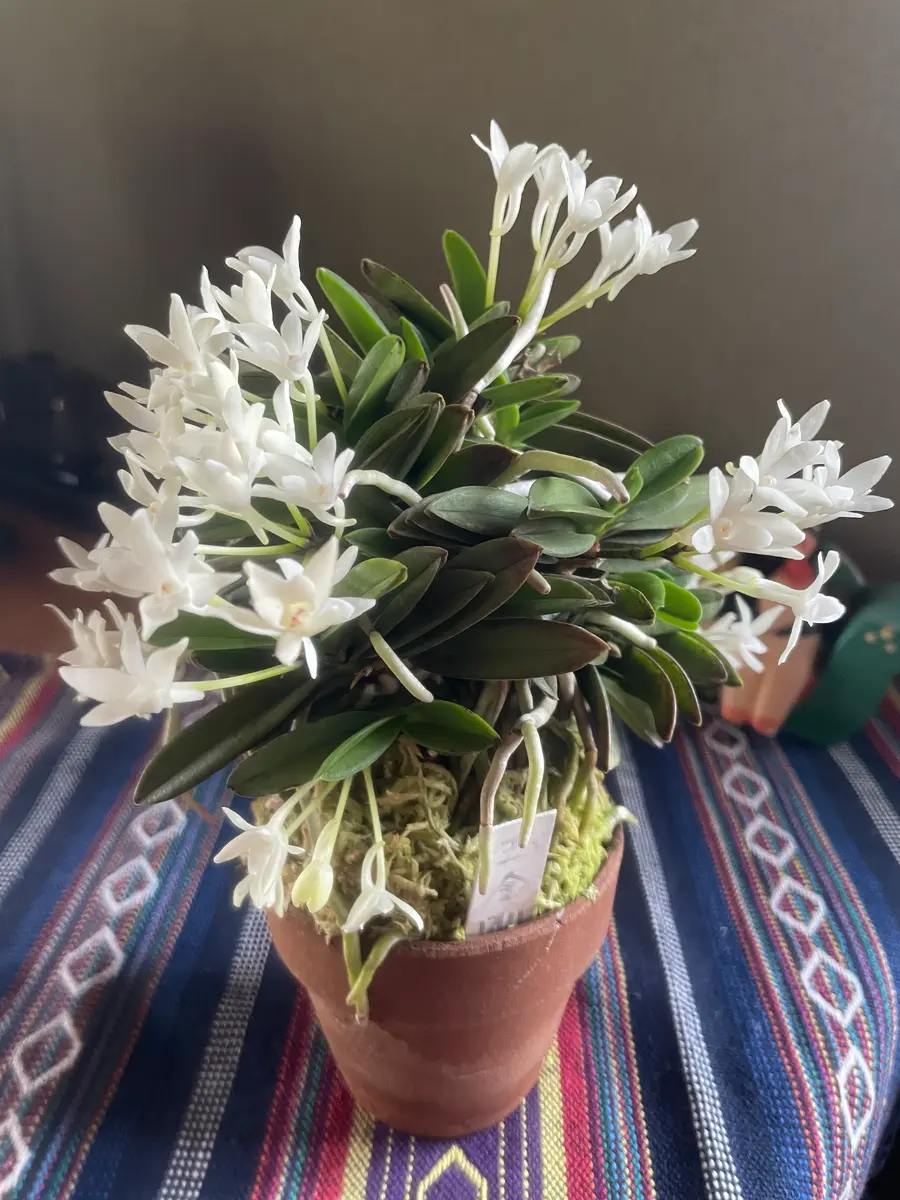 富貴蘭 風蘭 紫金剛 宝石のような観葉植物のお店 【Jewelry Plant】