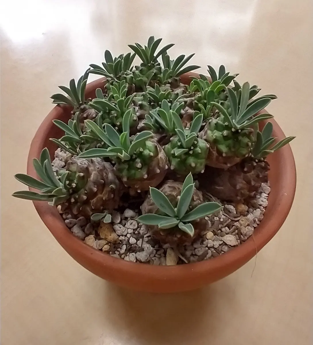 峨嵋山②「コーデックス（塊根植物）」のアルバム-みんなの趣味の園芸