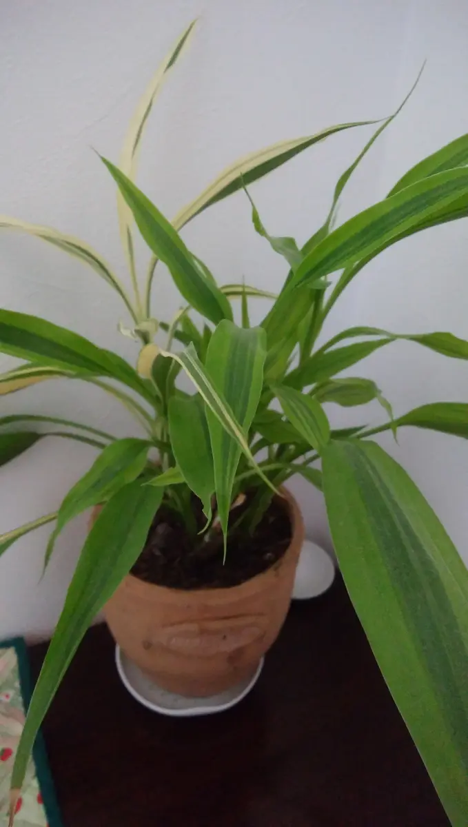 名前が判りませんが、友人が増えたから「観葉植物」の