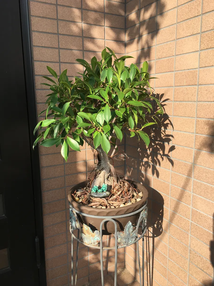 ガジュマル根洗い仕立てのつもり!?カ「Toshi-san」のアルバム