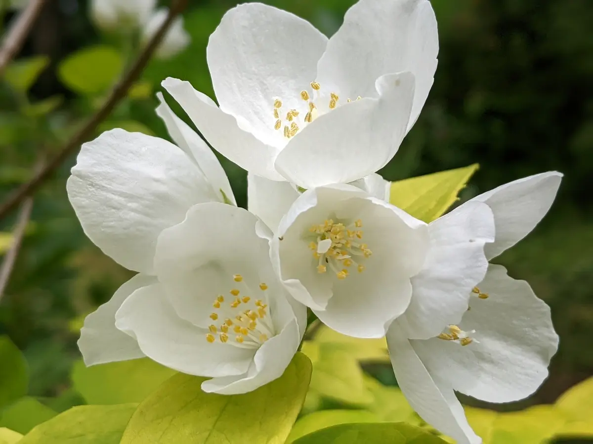 バイカウツギ（苗木、植木） | 花、ガーデニング の商品一覧 通販