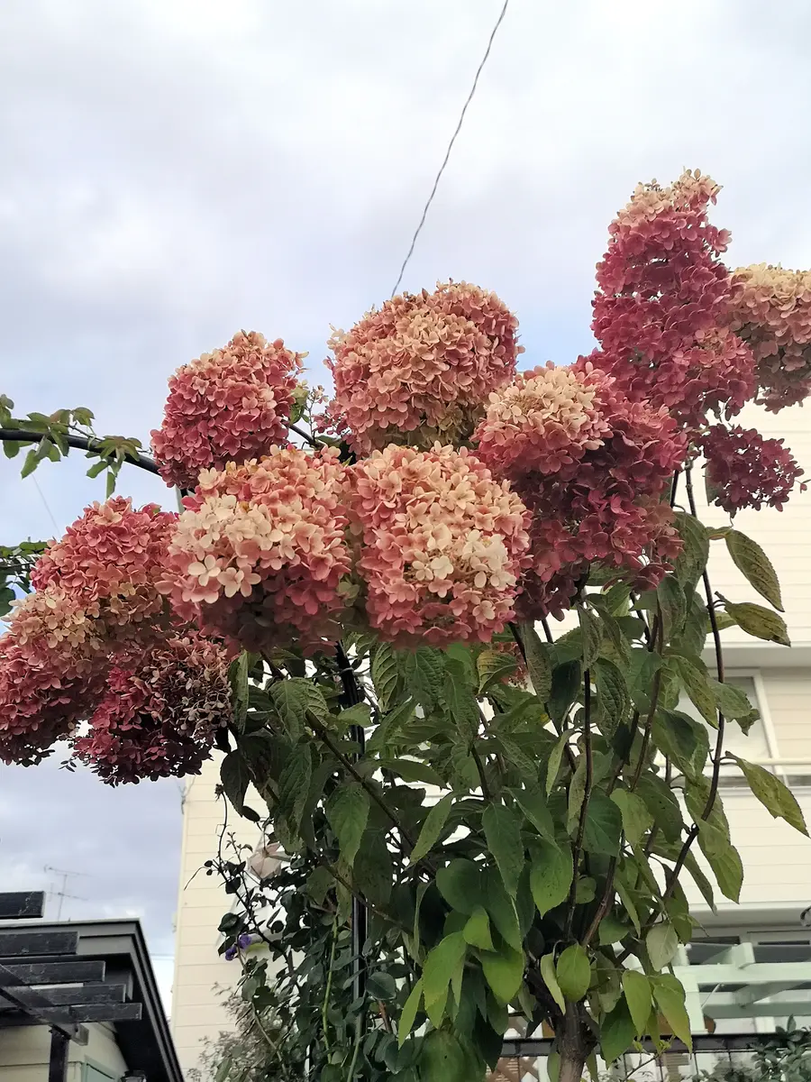 草花 可憐な草花セット